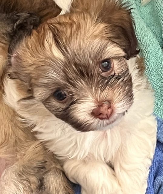 Ginger's first litter