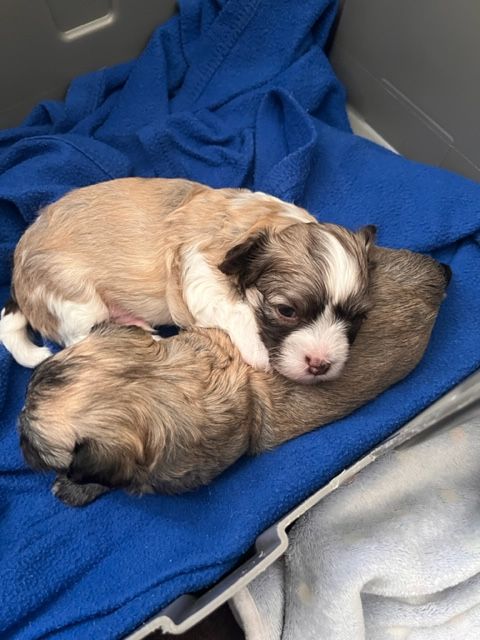 Ginger's second litter